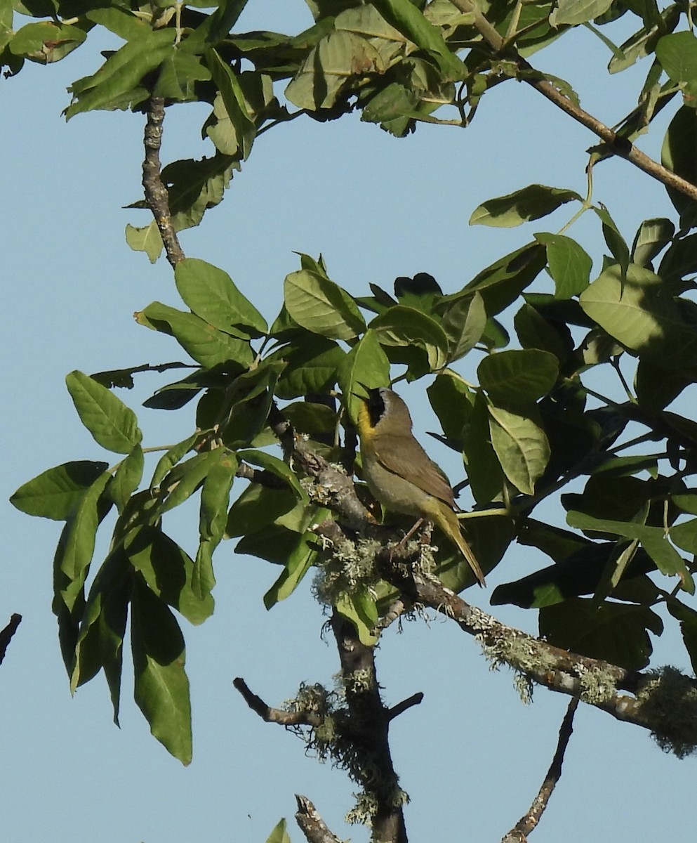 Common Yellowthroat - ML620832460