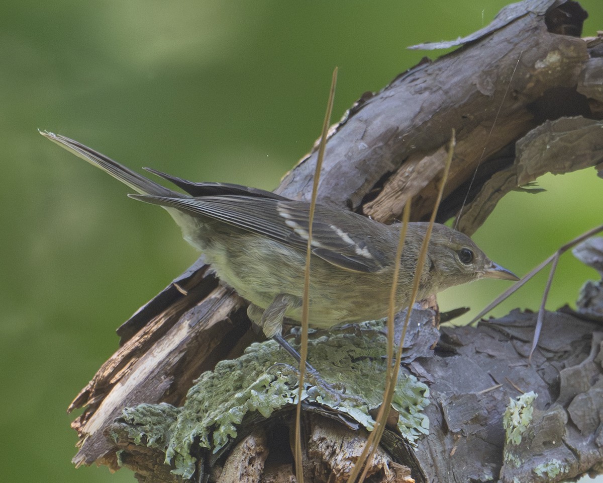 Pine Warbler - ML620832461