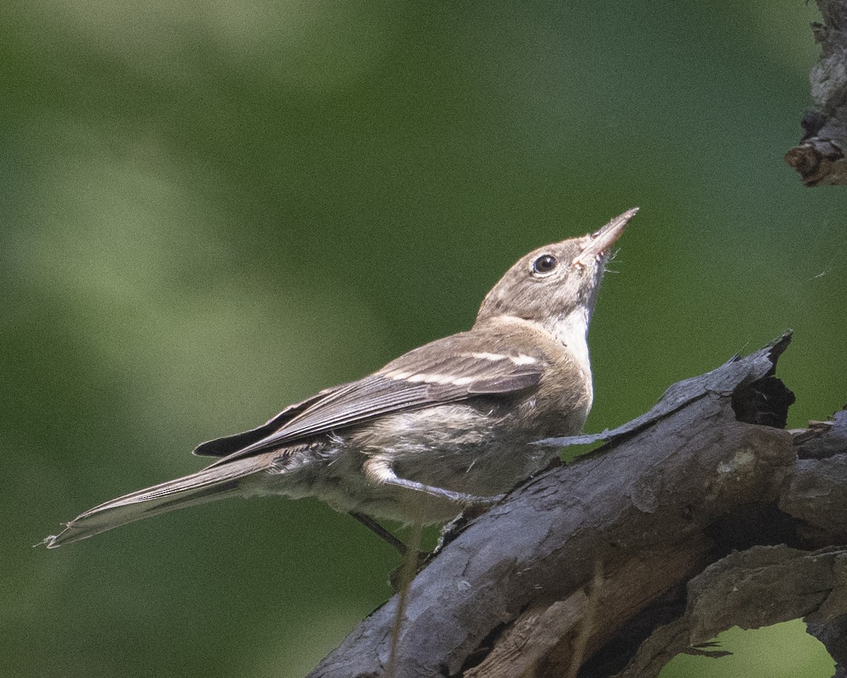 Pine Warbler - ML620832462