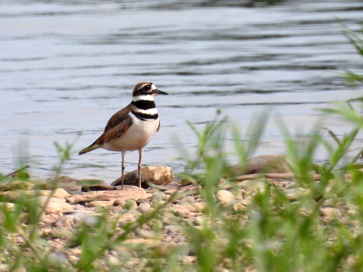 Killdeer - Michael Schramm