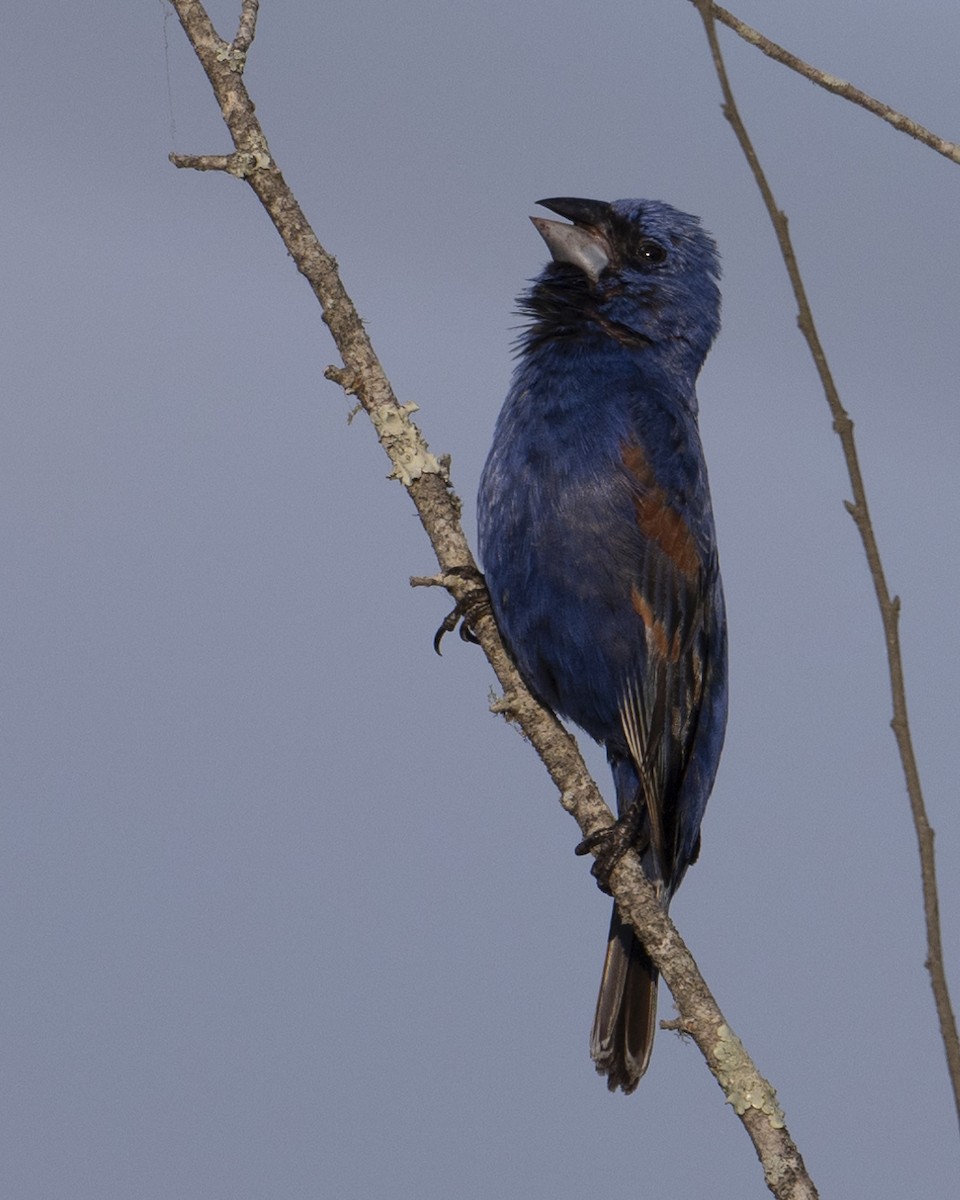 Blue Grosbeak - ML620832470