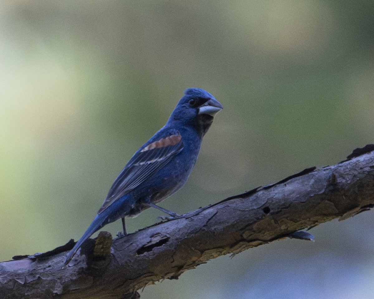 Blue Grosbeak - ML620832471