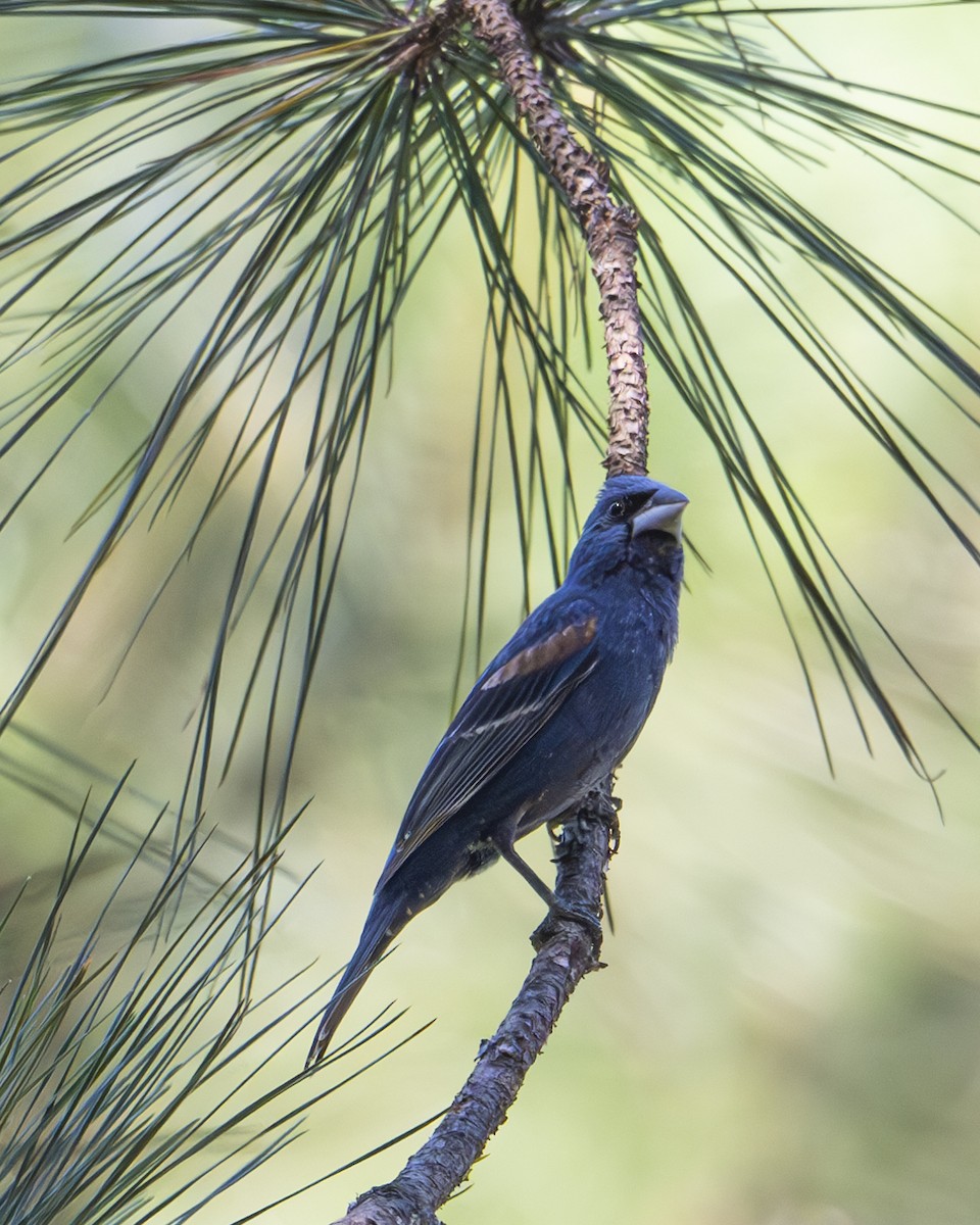 Blue Grosbeak - ML620832472