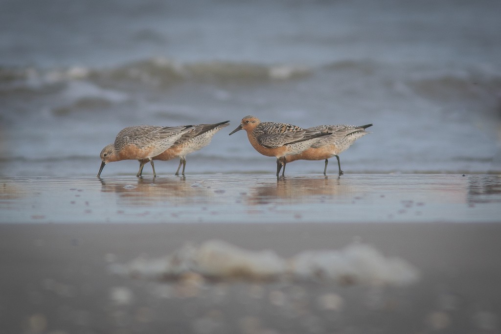 Red Knot - ML620832473