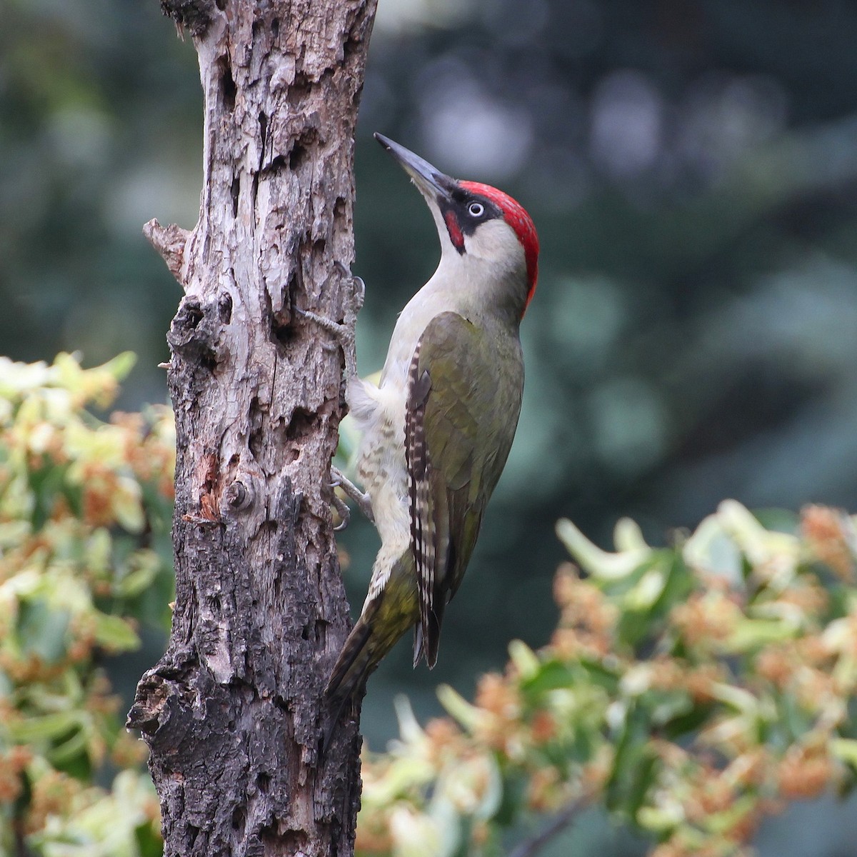 Eurasian Green Woodpecker - ML620832474