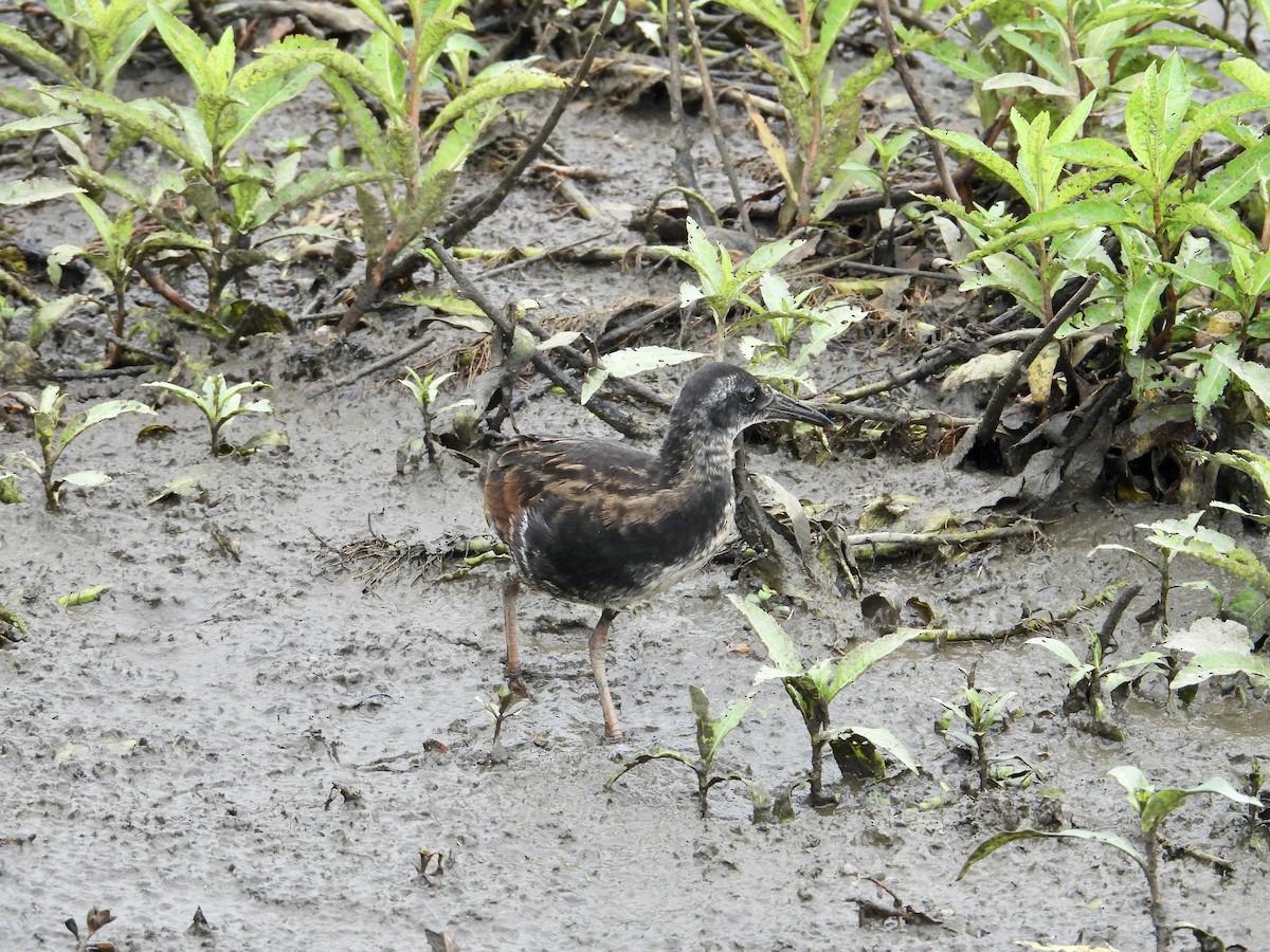 Virginia Rail - ML620832475