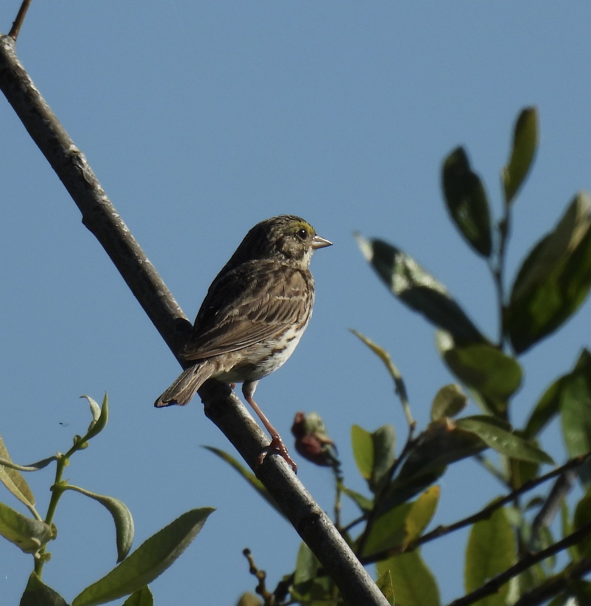 Savannah Sparrow - ML620832478