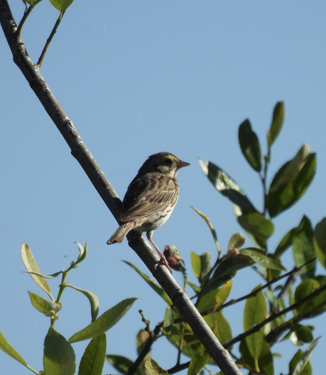 Savannah Sparrow - ML620832480