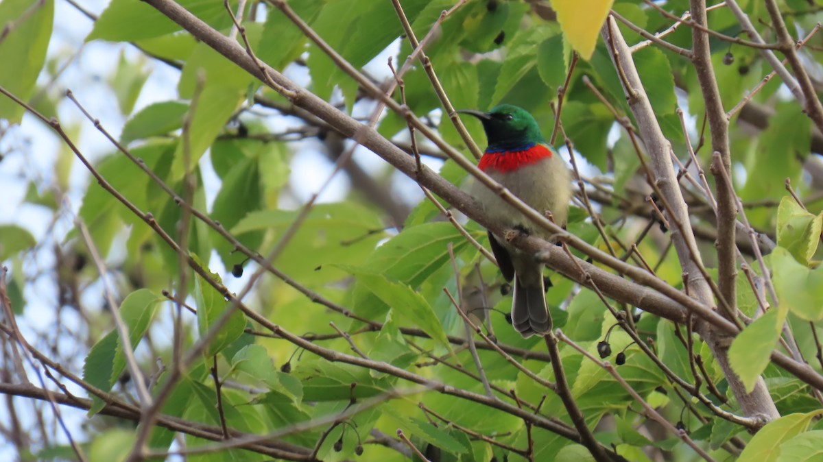 Southern Double-collared Sunbird - Ann Kovich