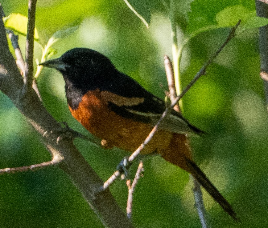 Orchard Oriole - ML620832485