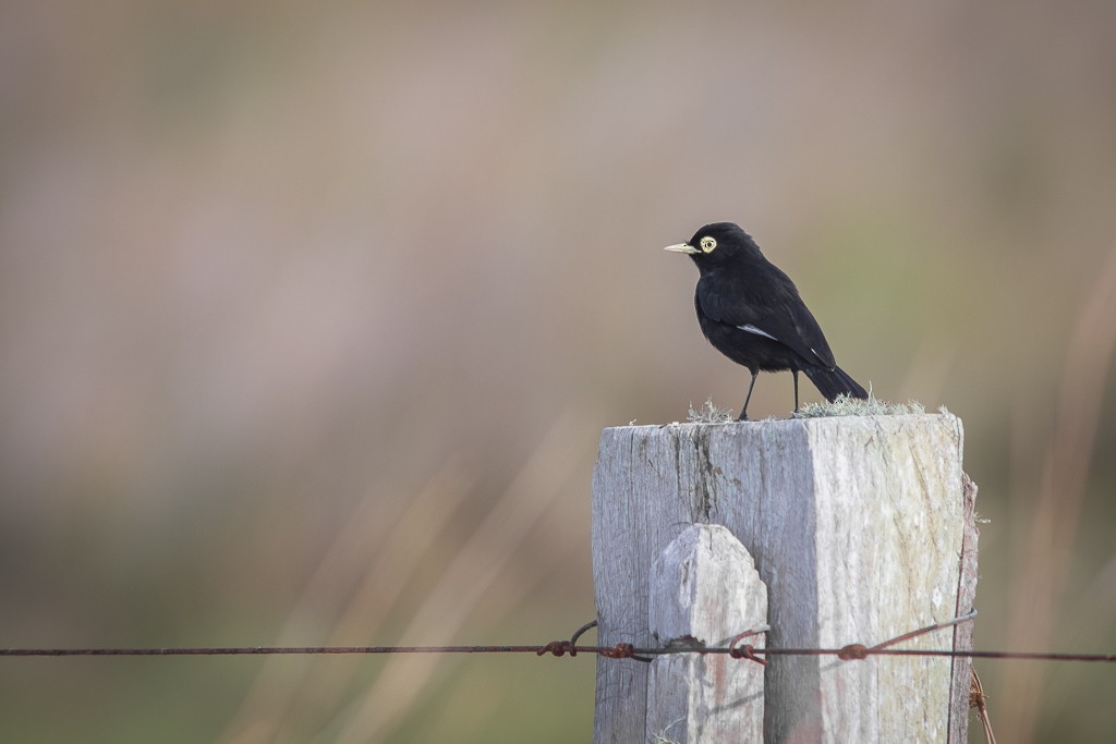 Spectacled Tyrant - ML620832486