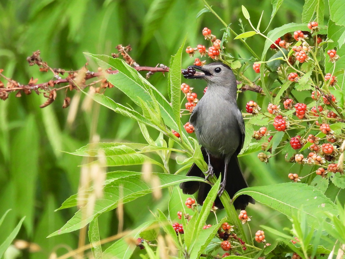 Gray Catbird - ML620832487