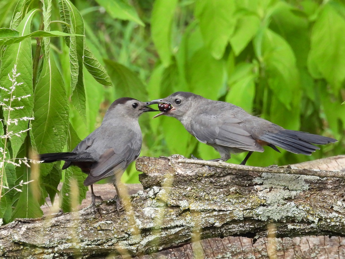 Gray Catbird - ML620832488