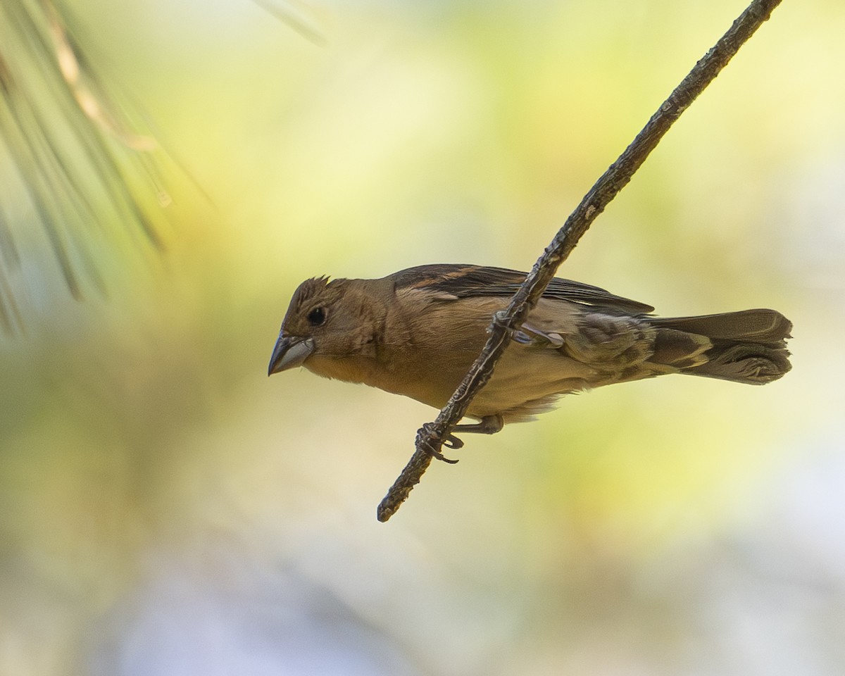 Blue Grosbeak - ML620832489