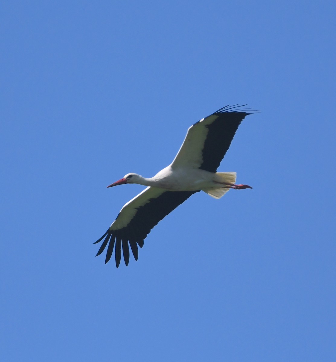 White Stork - ML620832493