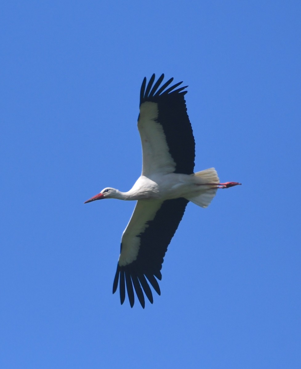 White Stork - ML620832497