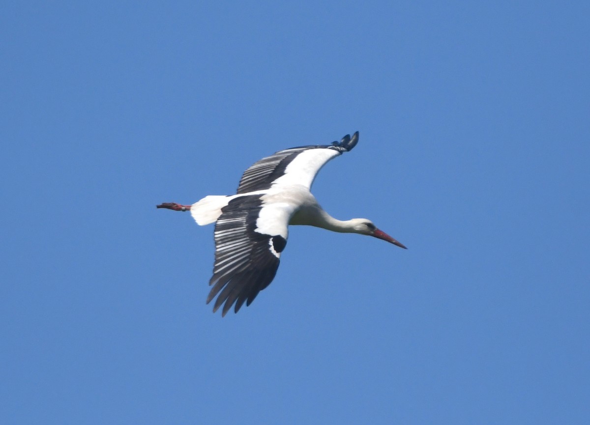 White Stork - ML620832505