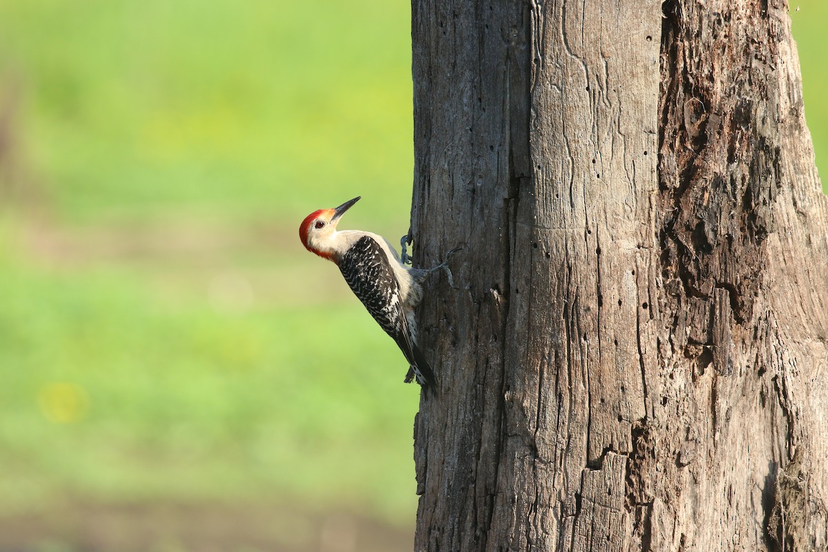 Red-bellied Woodpecker - ML620832506