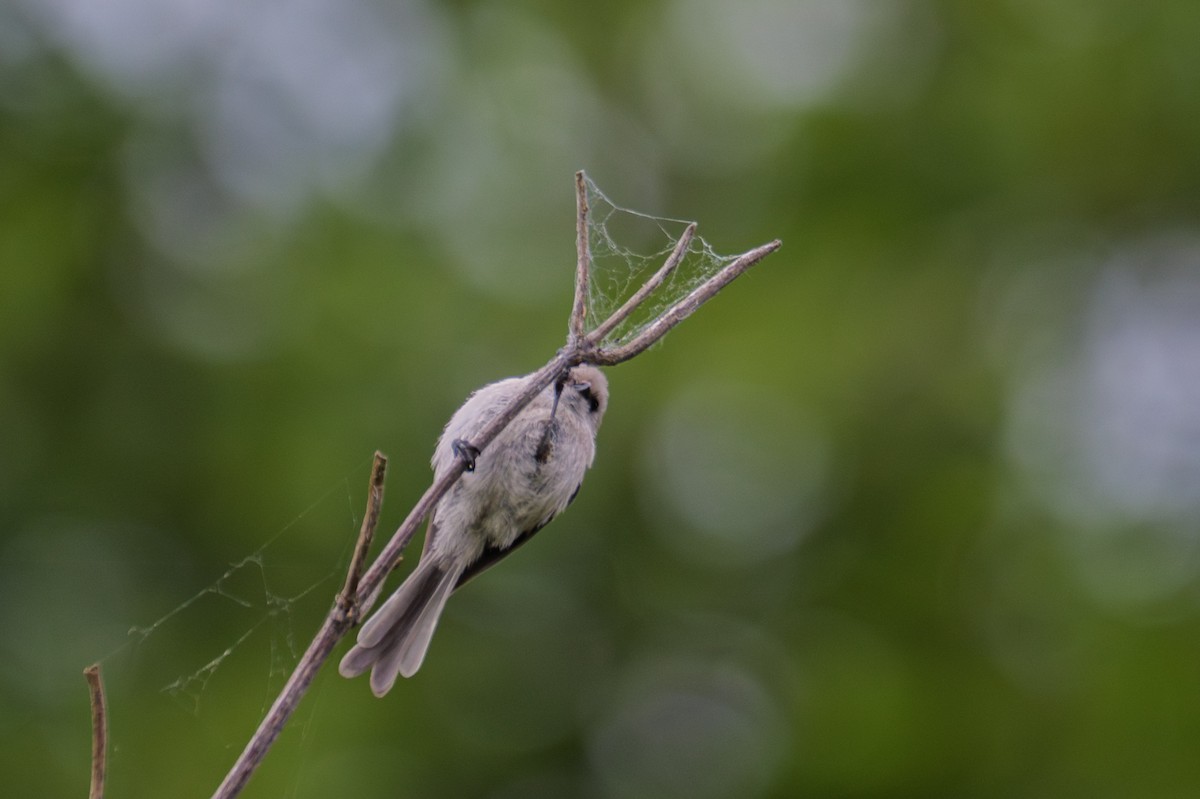 Bushtit - ML620832511