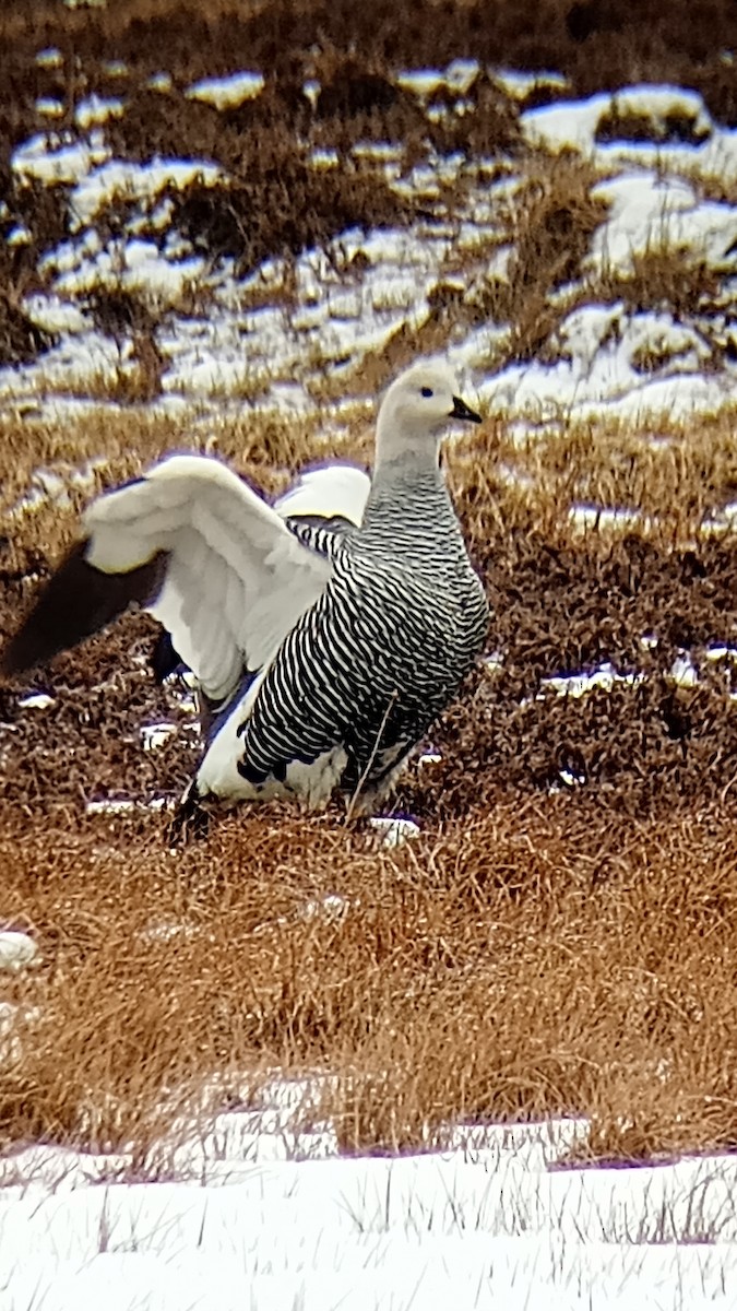 Upland Goose - ML620832513