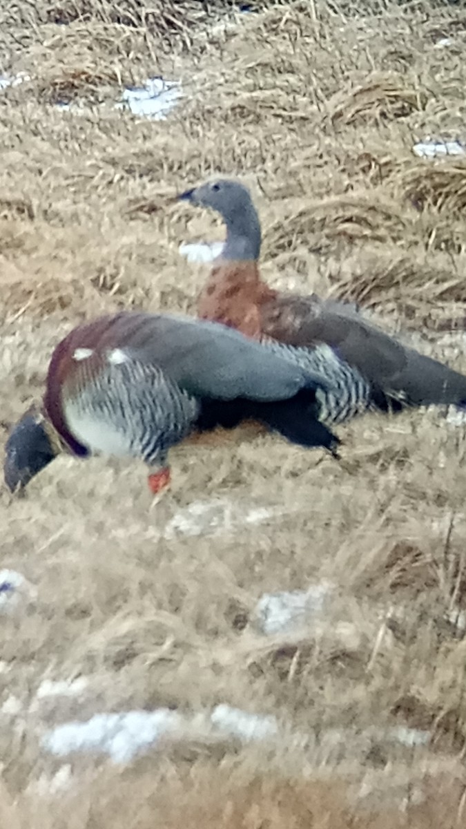 Ashy-headed Goose - ML620832515