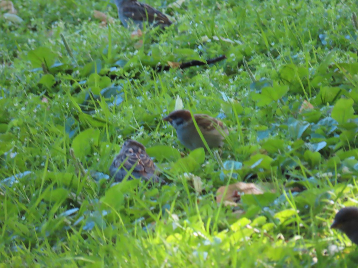 Eurasian Tree Sparrow - ML620832516