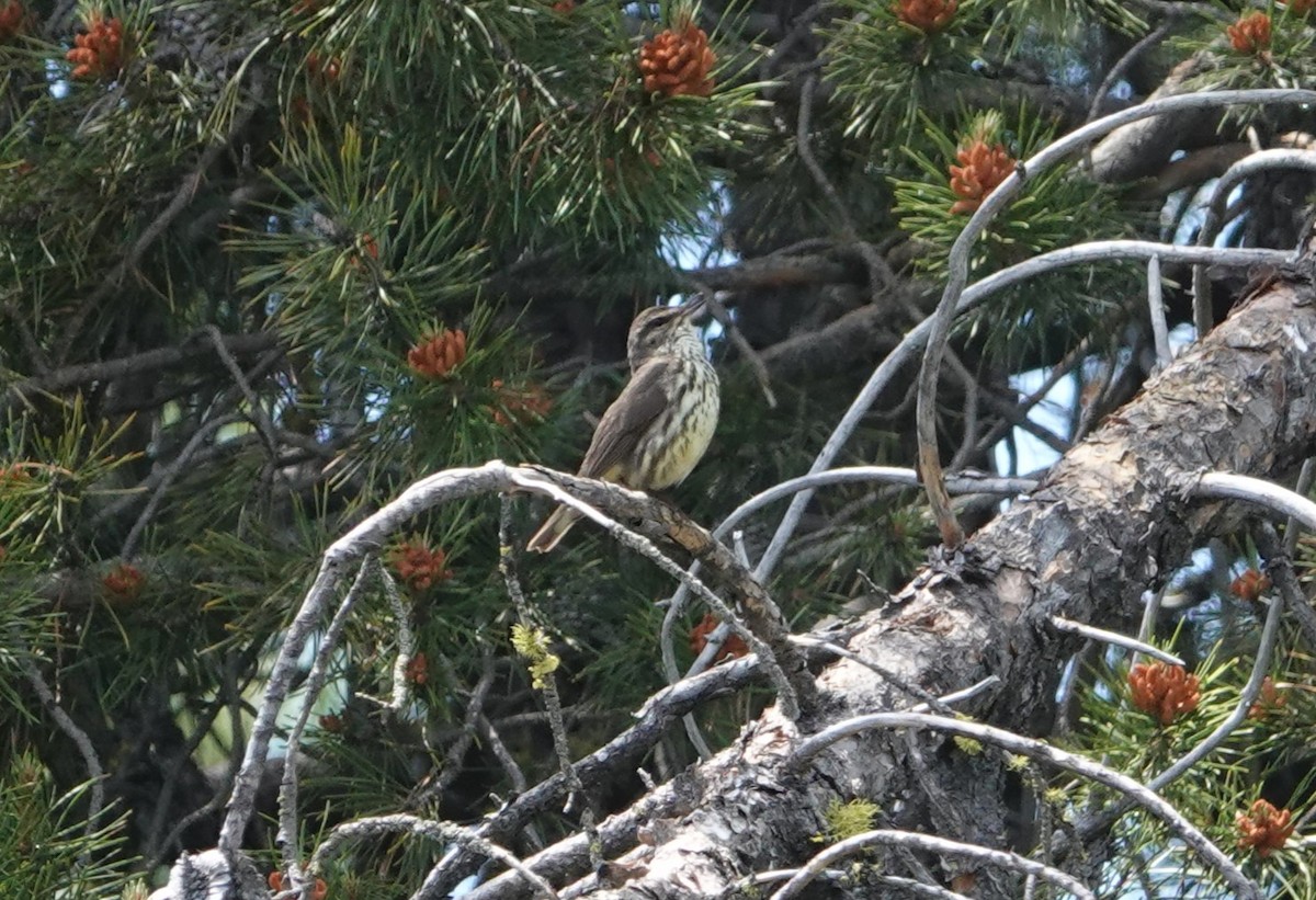 Northern Waterthrush - ML620832517