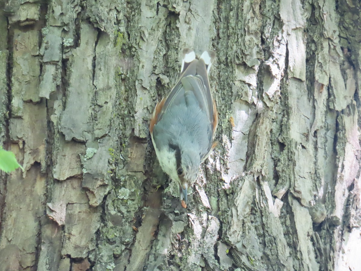 Eurasian Nuthatch - ML620832523