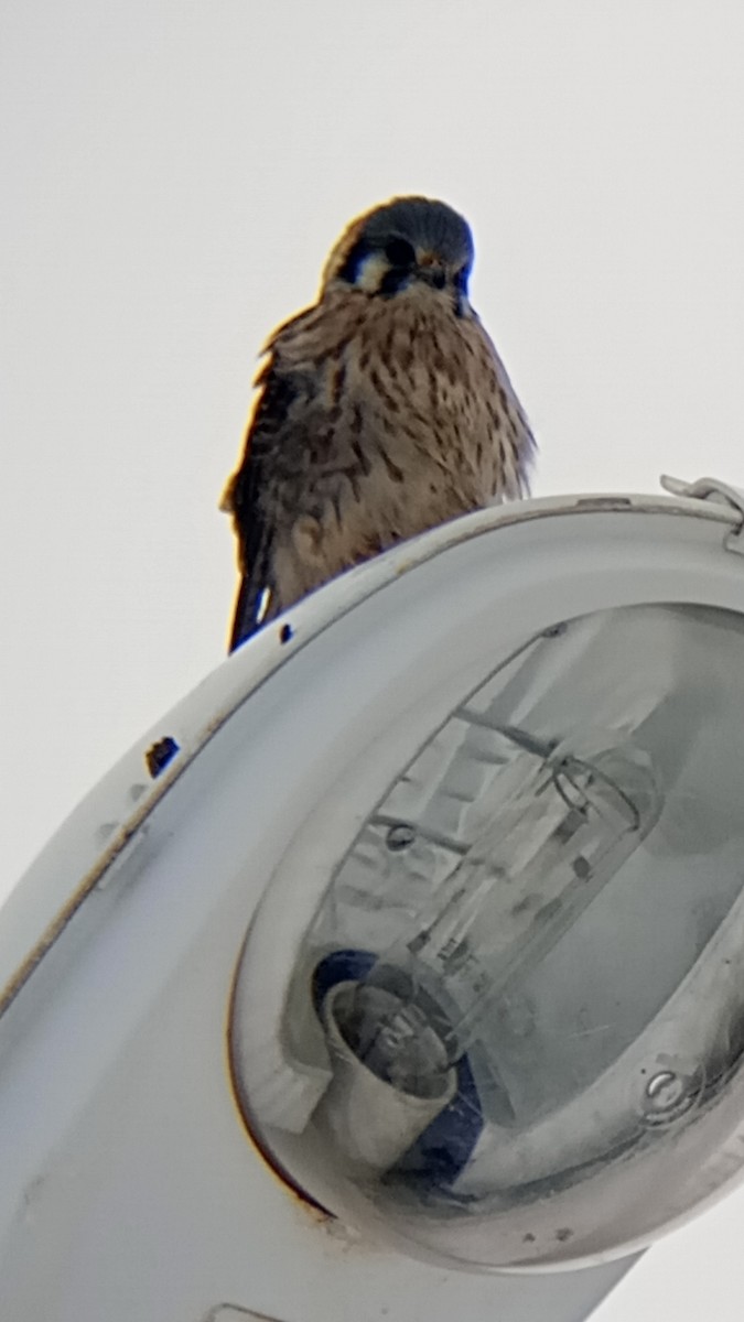 American Kestrel - ML620832524