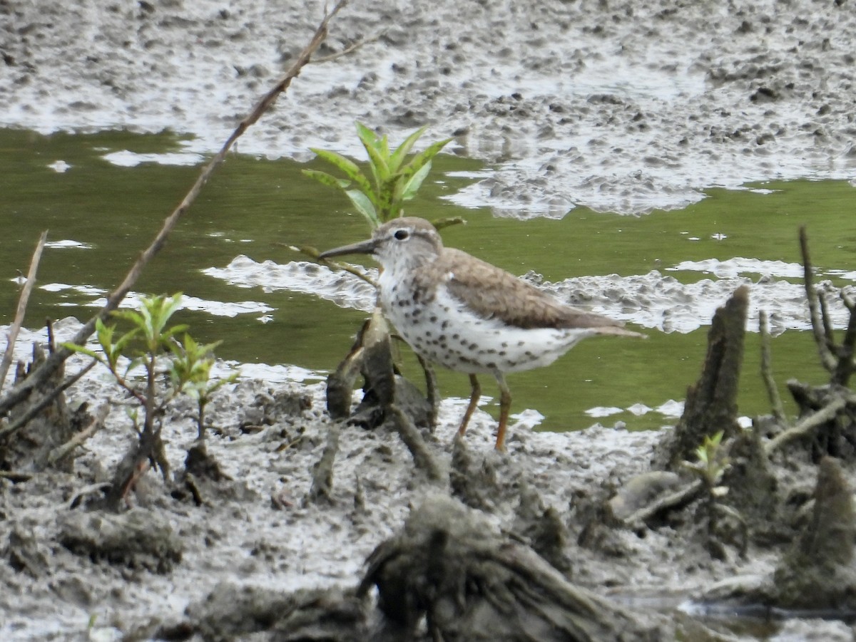 Spotted Sandpiper - ML620832525