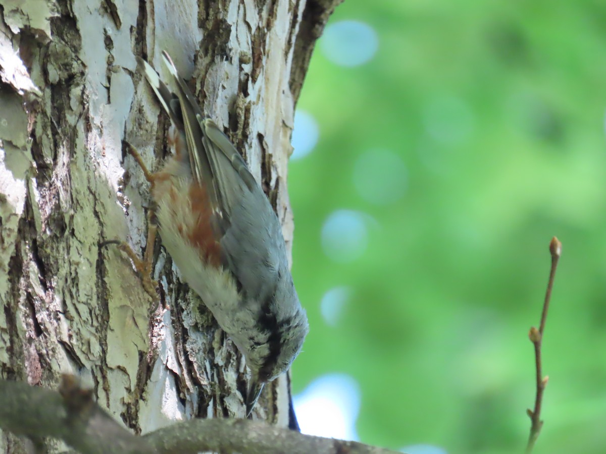 Eurasian Nuthatch - ML620832526