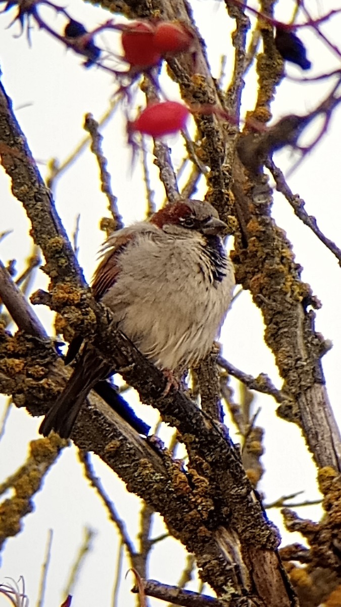 House Sparrow - ML620832527