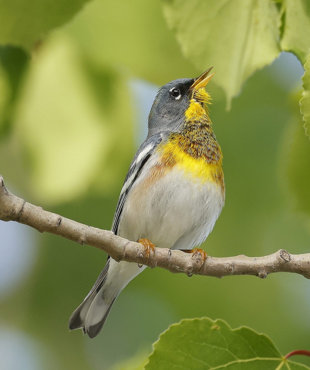 Northern Parula - ML620832529