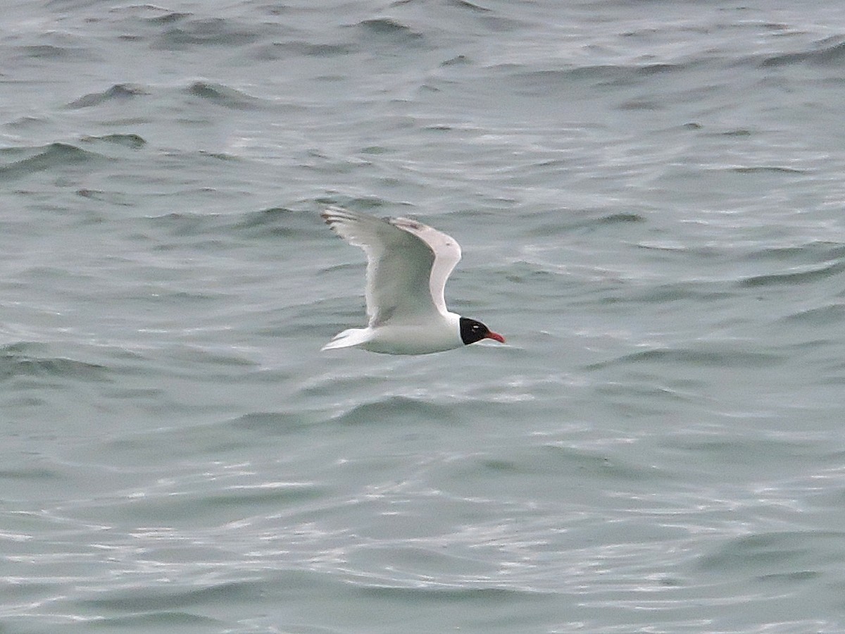 Mediterranean Gull - Jorge Rodal