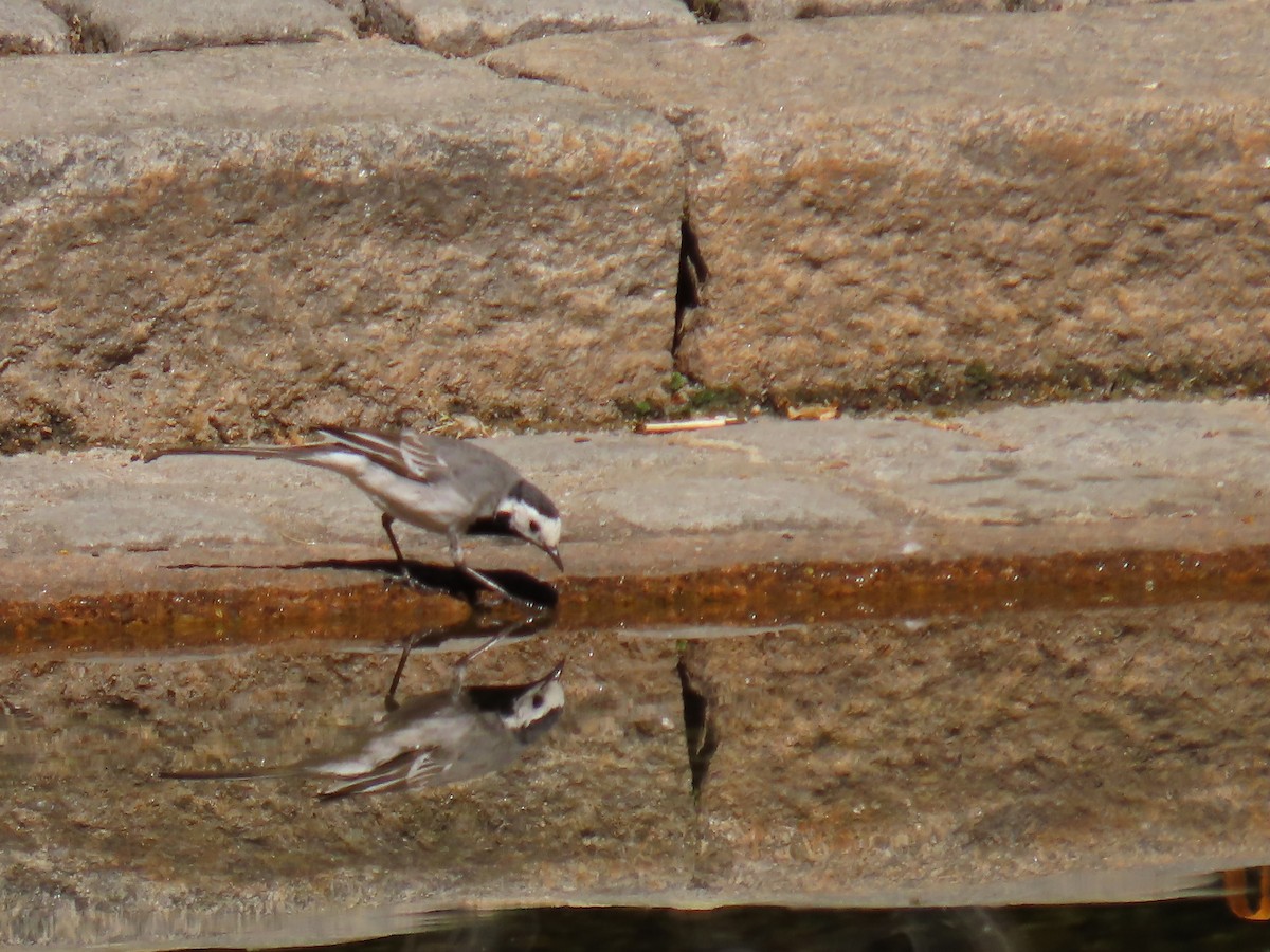 White Wagtail - Elizabeth Ferber