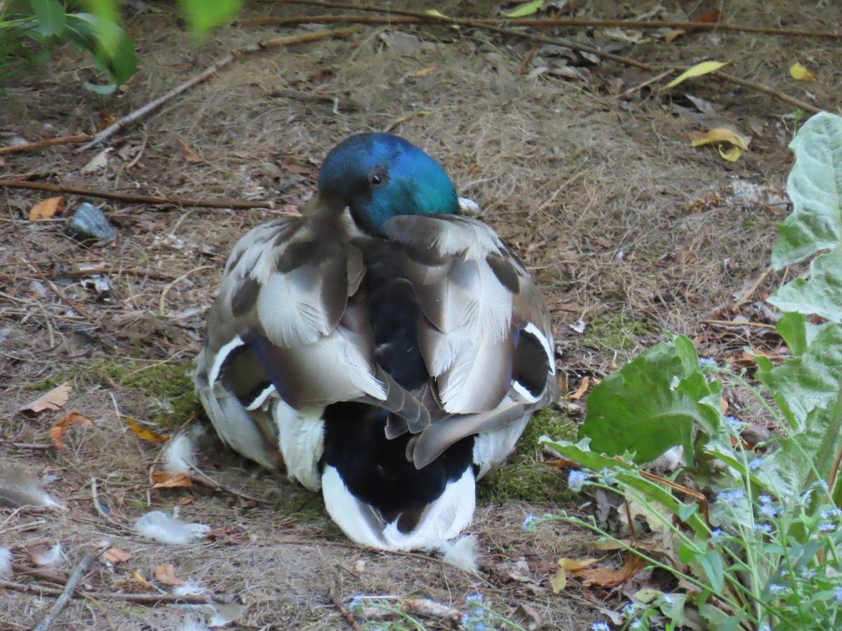 Mallard - Elizabeth Ferber