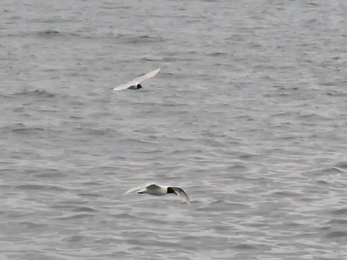 Gaviota Cabecinegra - ML620832533