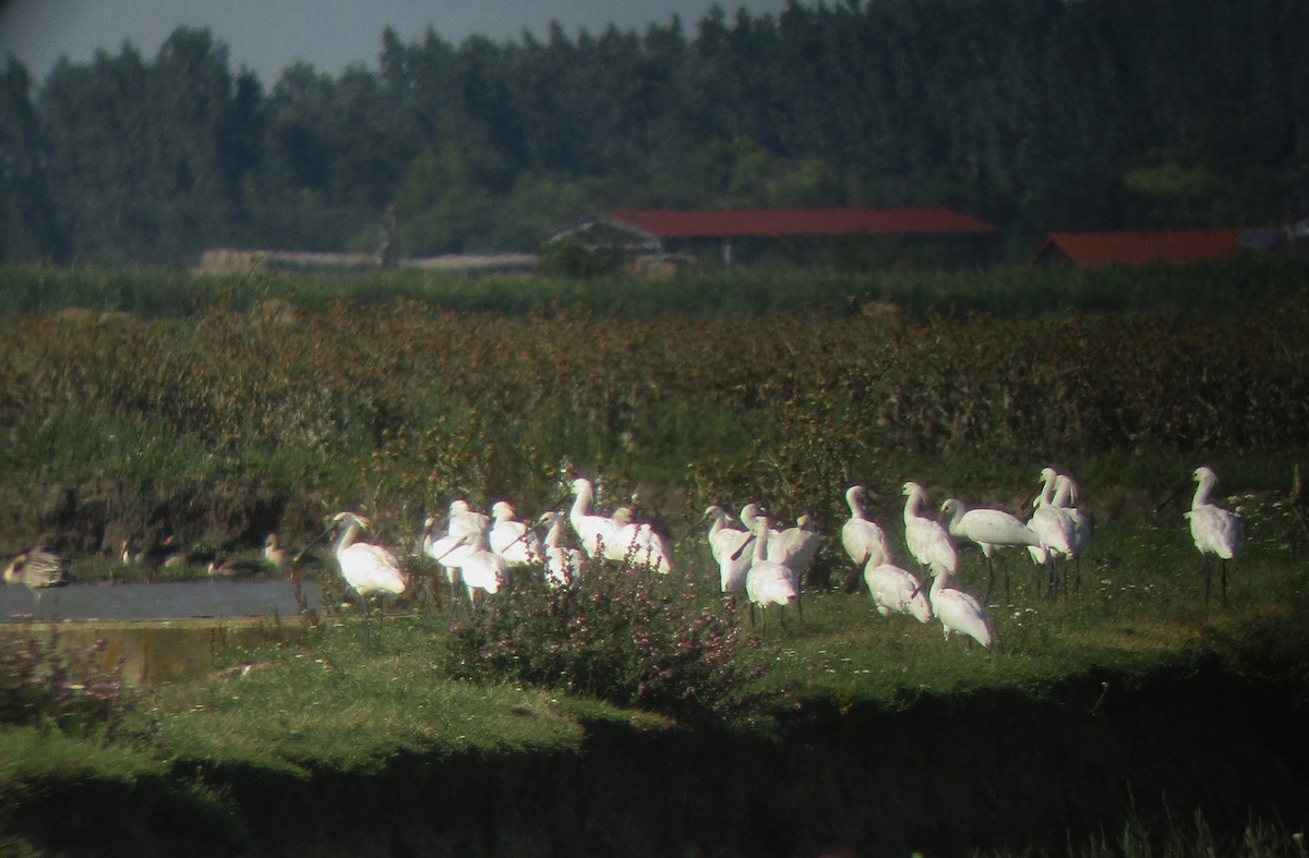 Eurasian Spoonbill - ML620832535