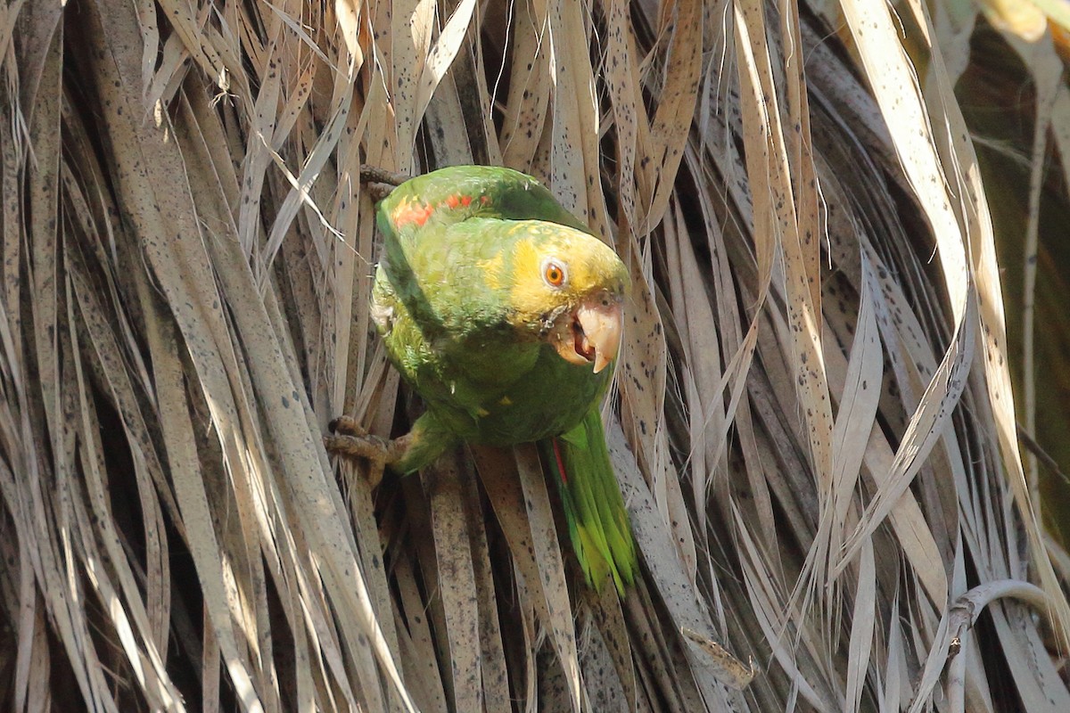 キガシラボウシインコ - ML620832536