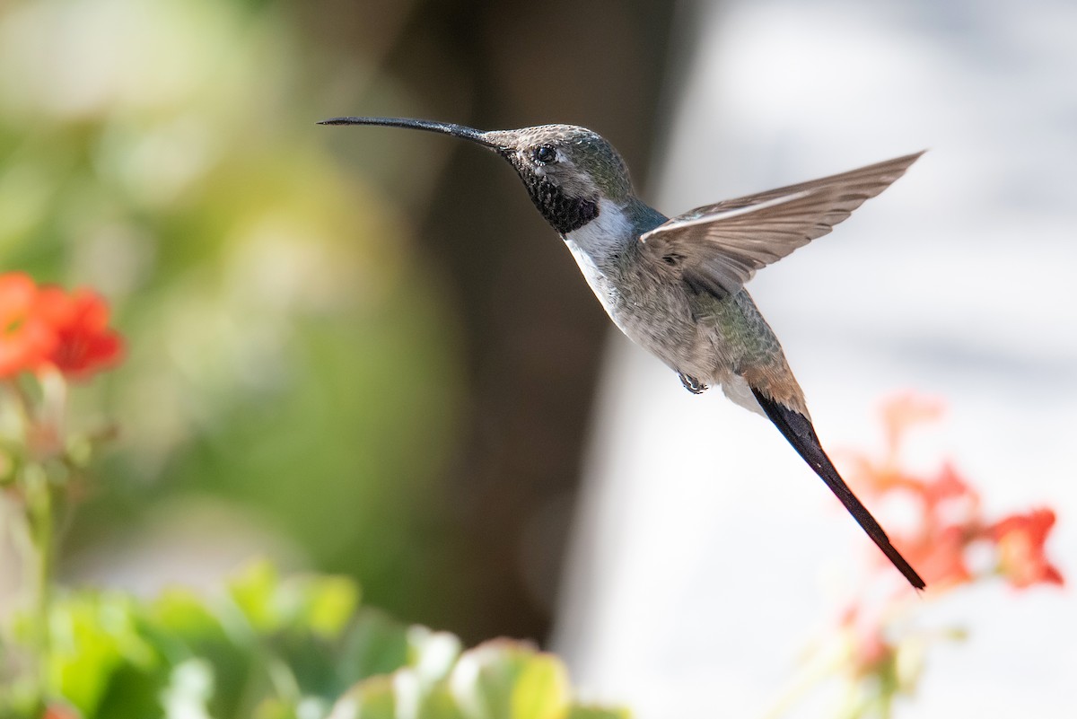 Colibrí del Atacama - ML620832537