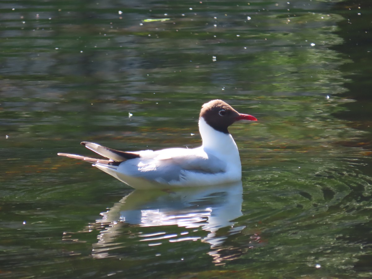 Black-headed Gull - ML620832538