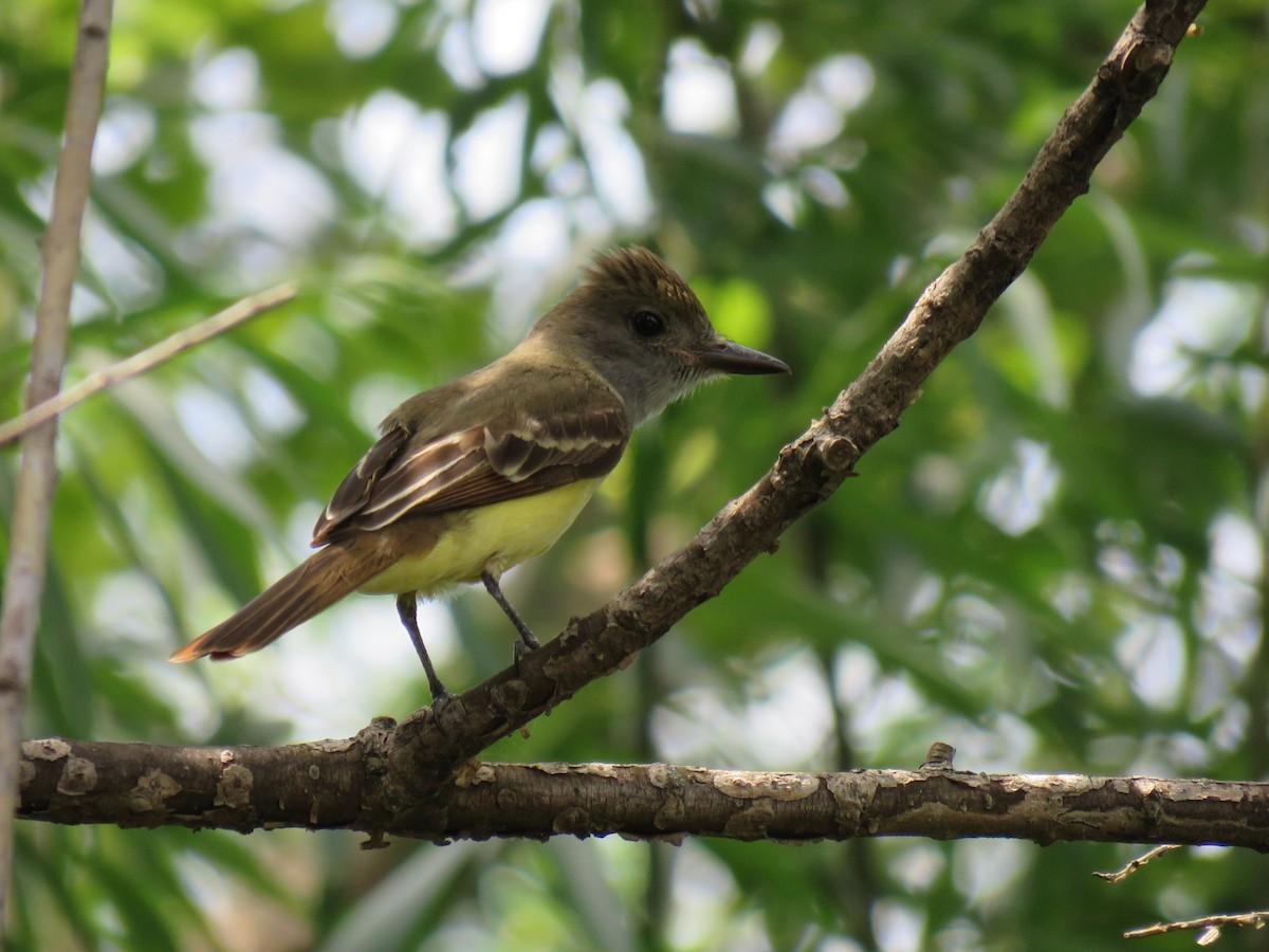 Great Crested Flycatcher - ML620832539