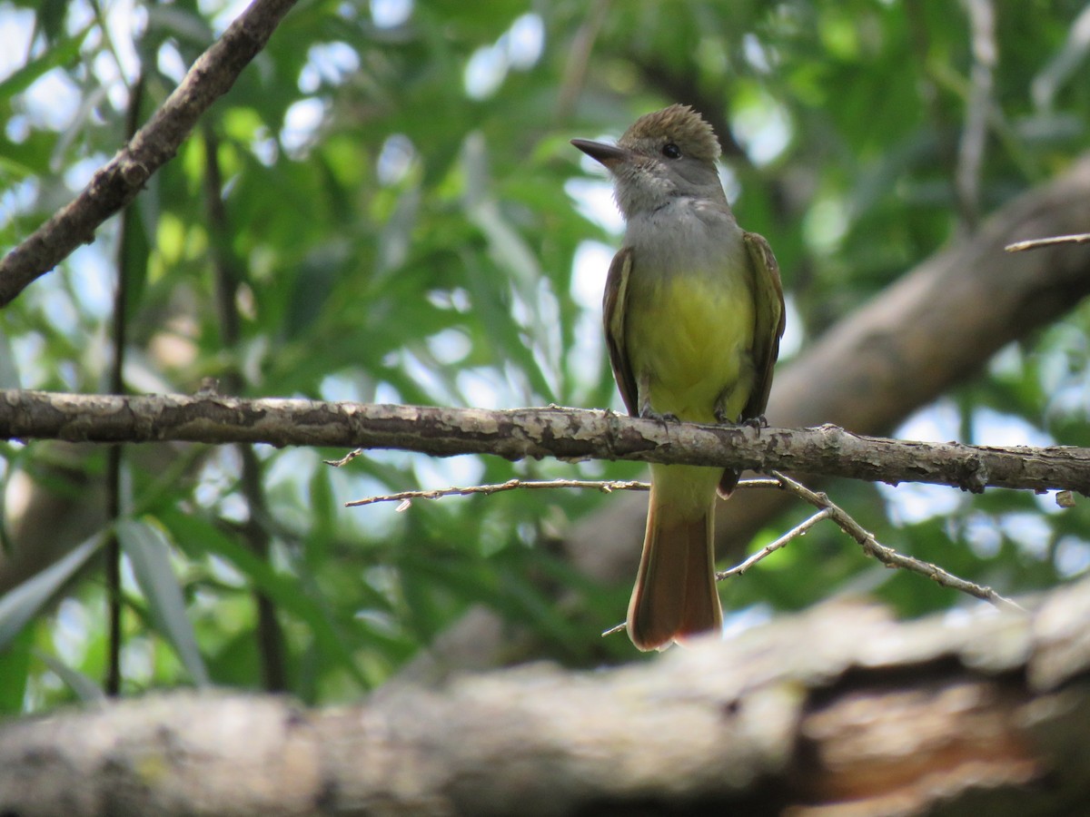 Great Crested Flycatcher - ML620832540