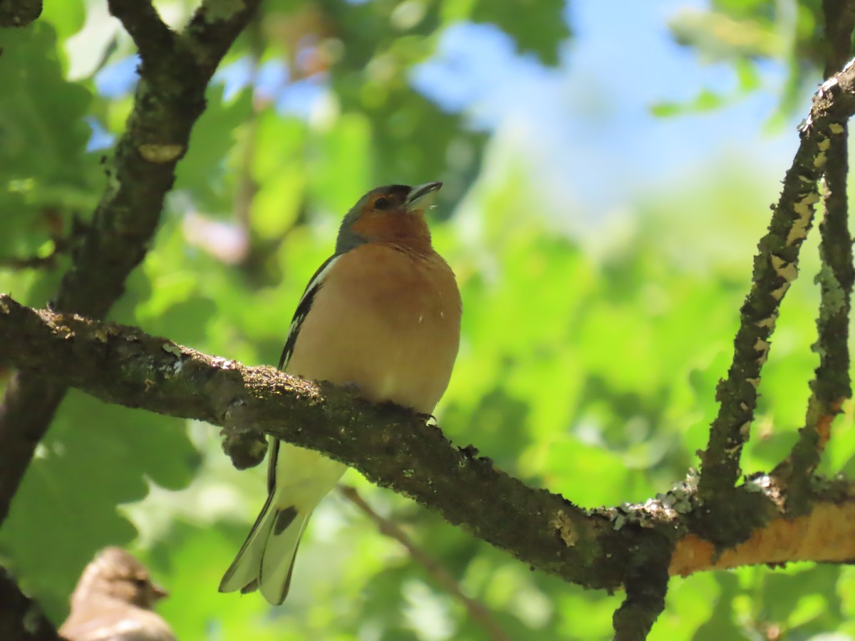 Common Chaffinch - Elizabeth Ferber