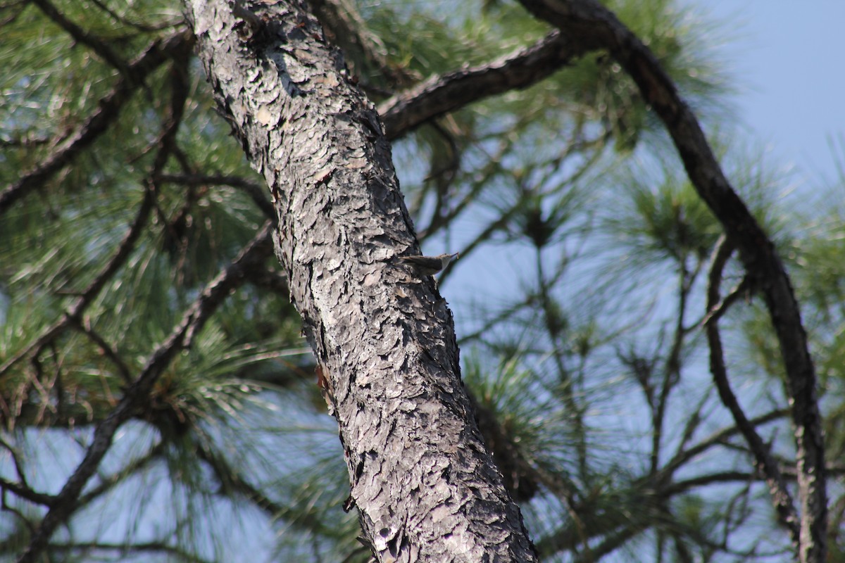 Brown-headed Nuthatch - ML620832543