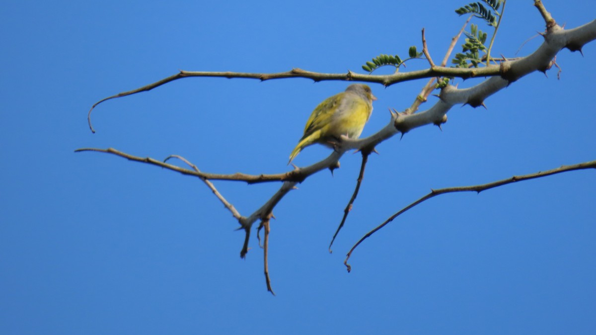 Serin du Cap - ML620832545