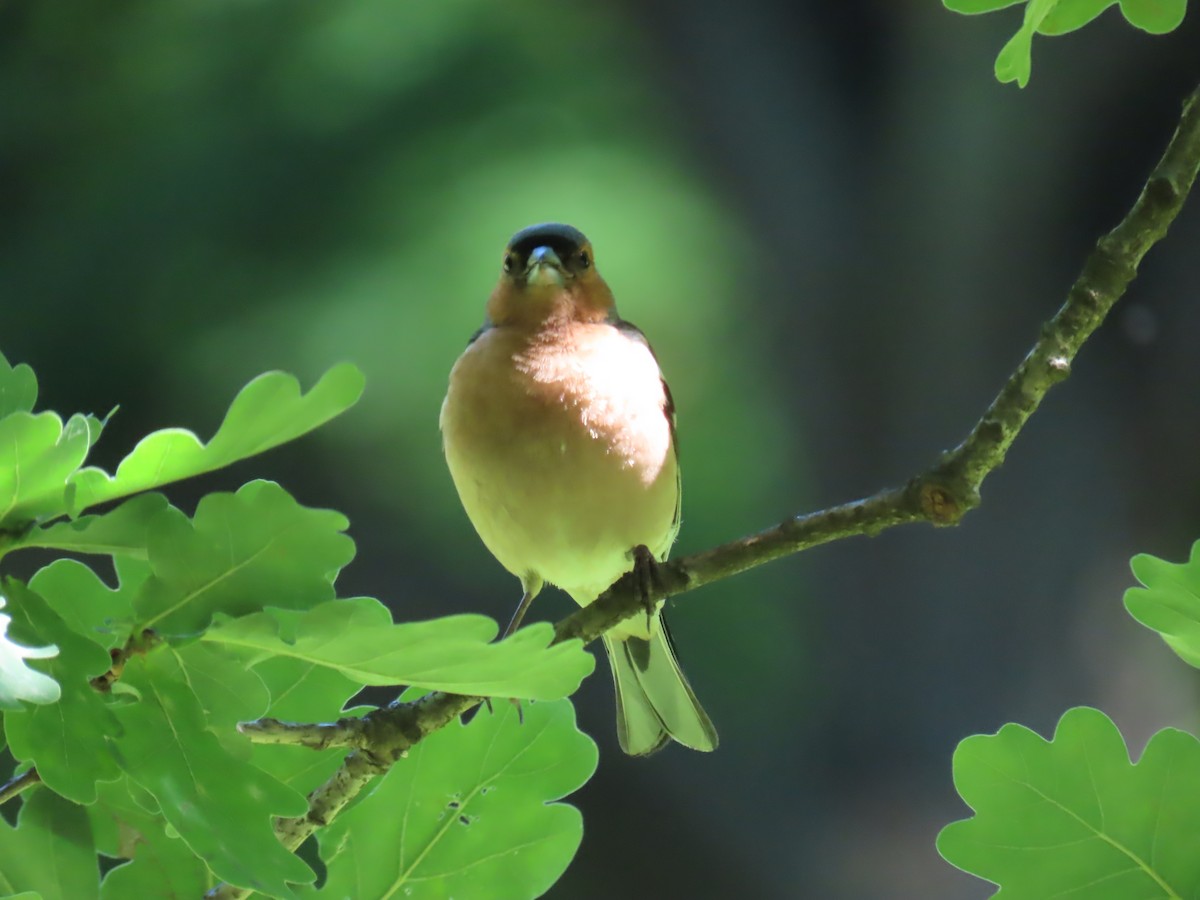 Common Chaffinch - ML620832546