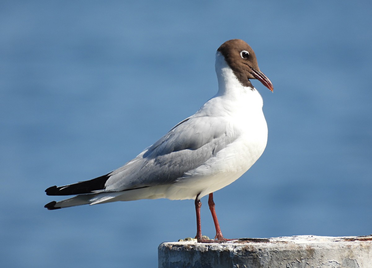 Black-headed Gull - ML620832548