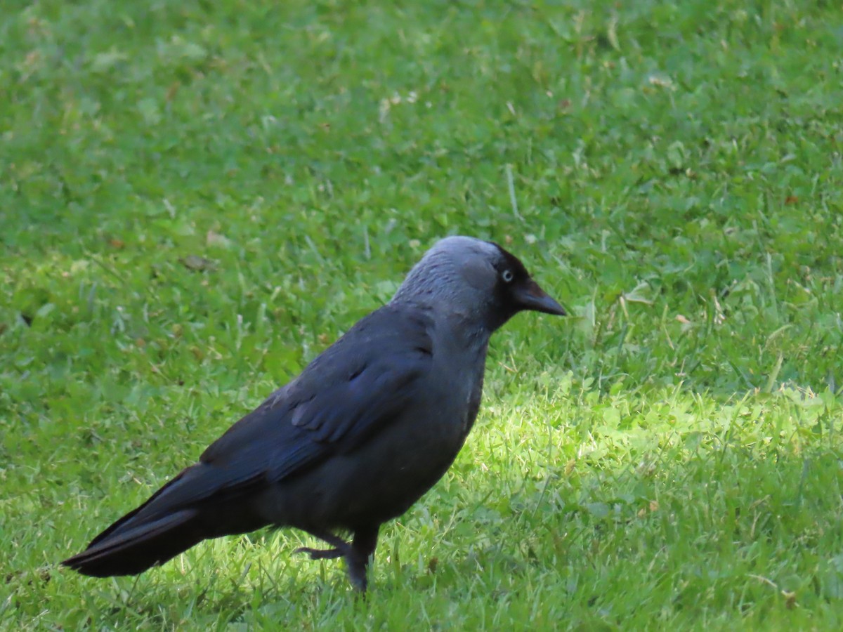 Eurasian Jackdaw - ML620832549