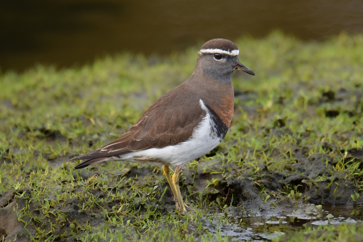 Rufous-chested Dotterel - ML620832550